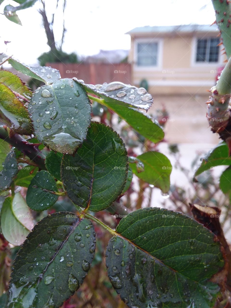rain drops on leafs
