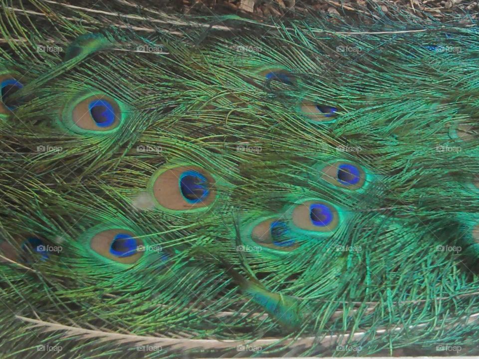 peacock