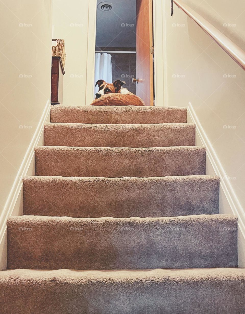 Winston a.k.a. The Bean relaxing at the top of the stairs