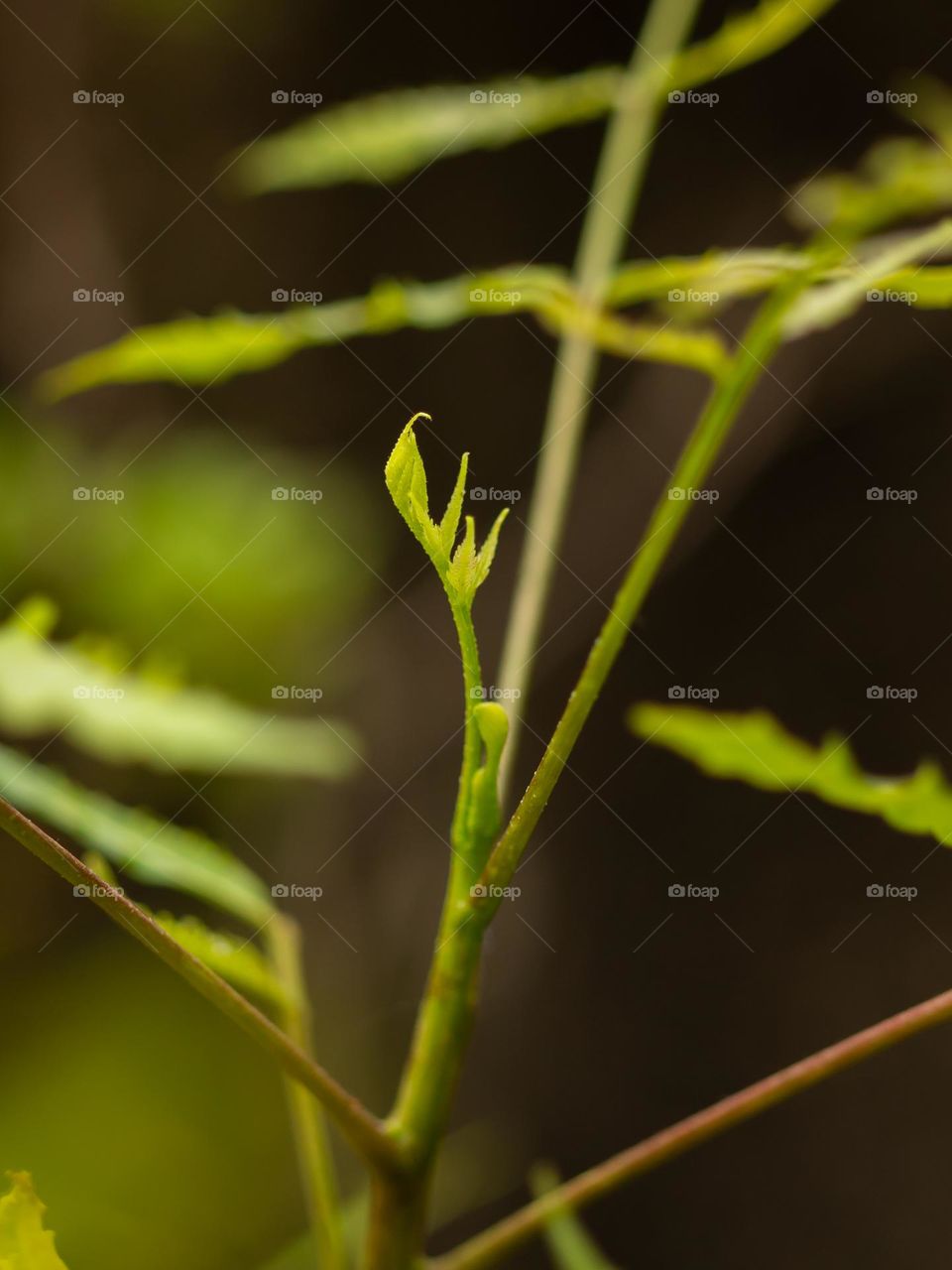 Closeup of new leaves