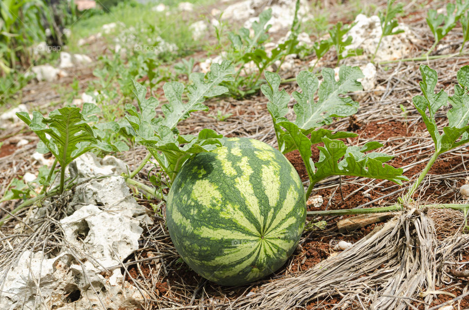 closeup Watermelon In Garden