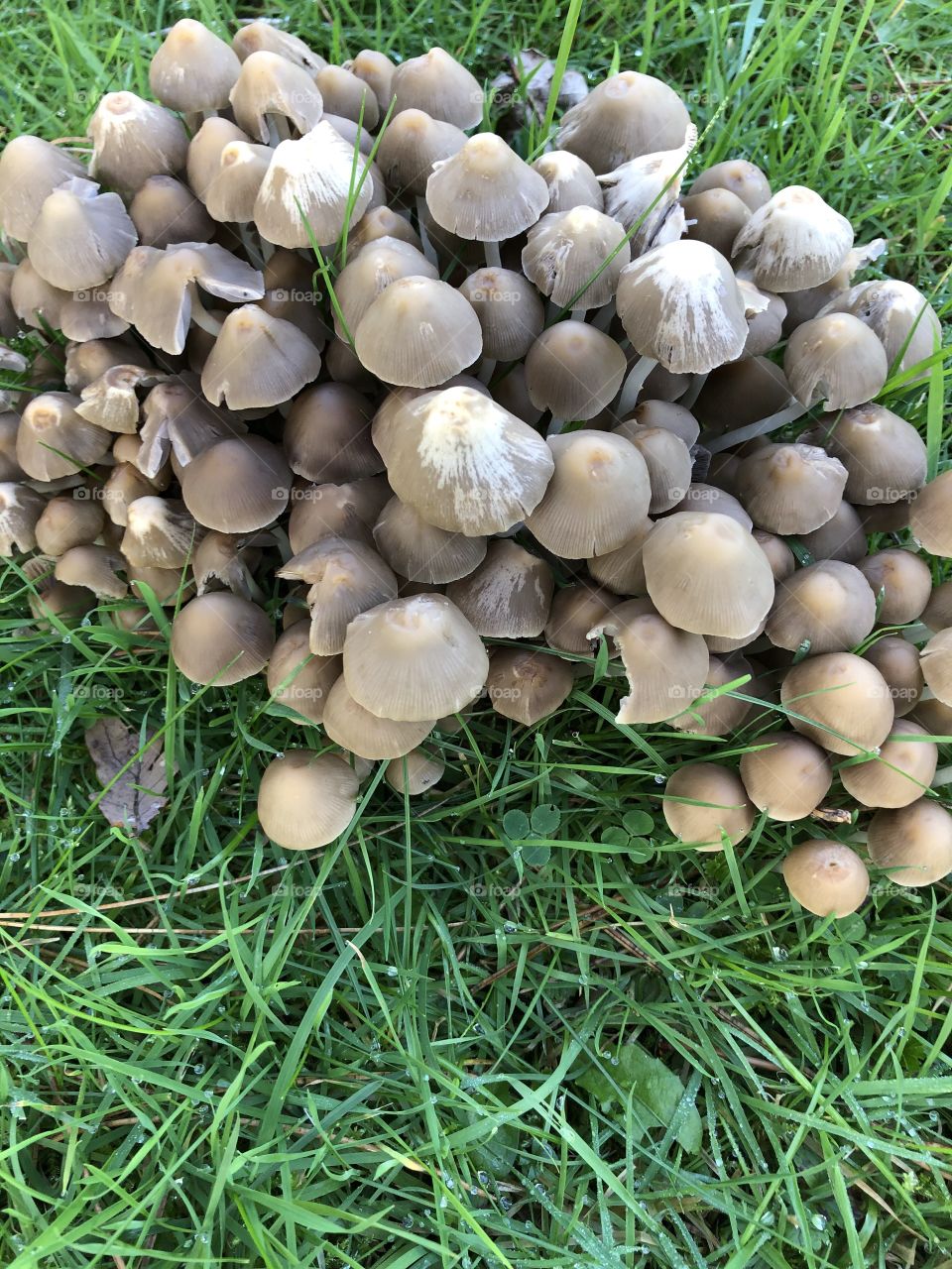 A group of wiled mushrooms 