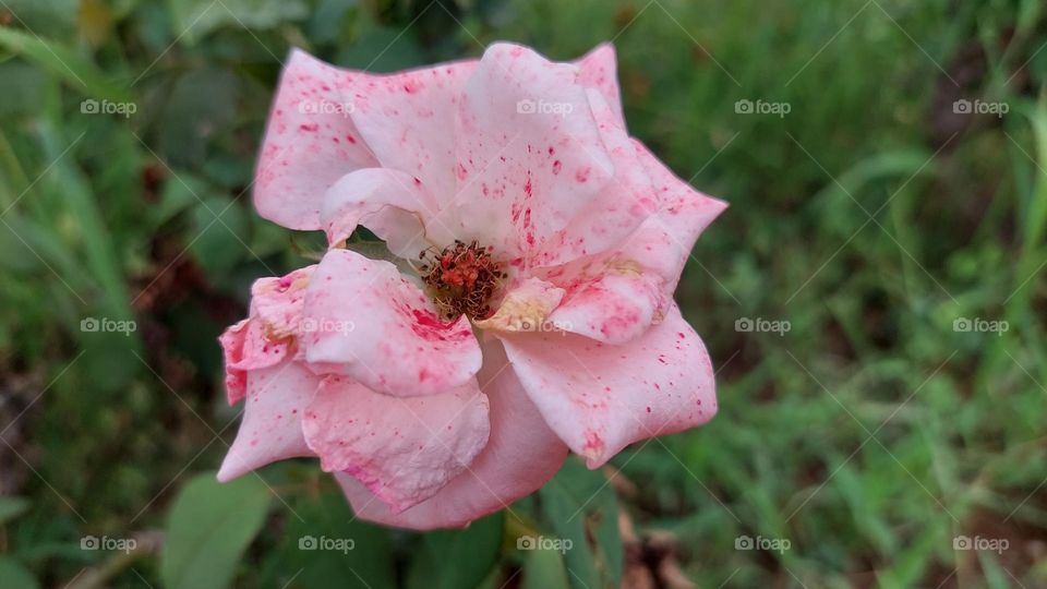 rose flower blooming
