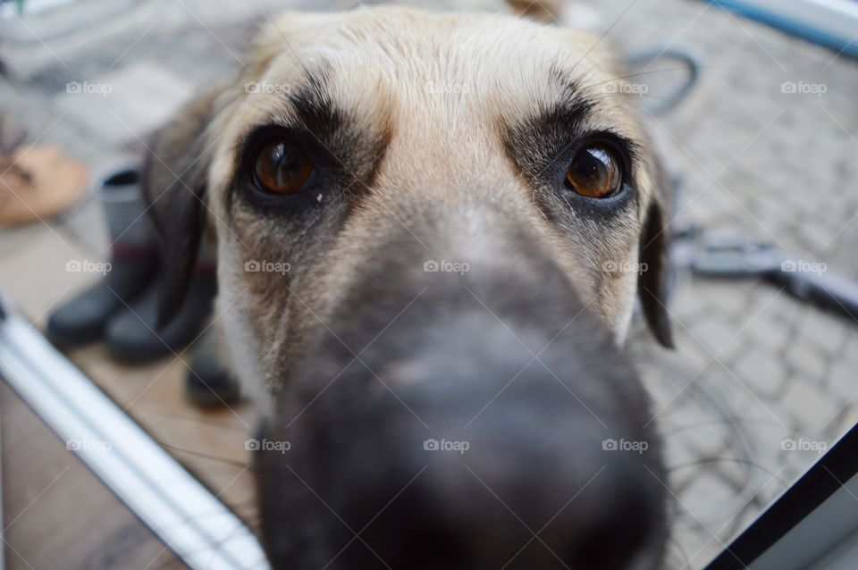 My unconditional love example. 