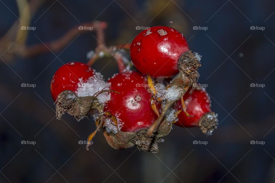 Rosehip berries.