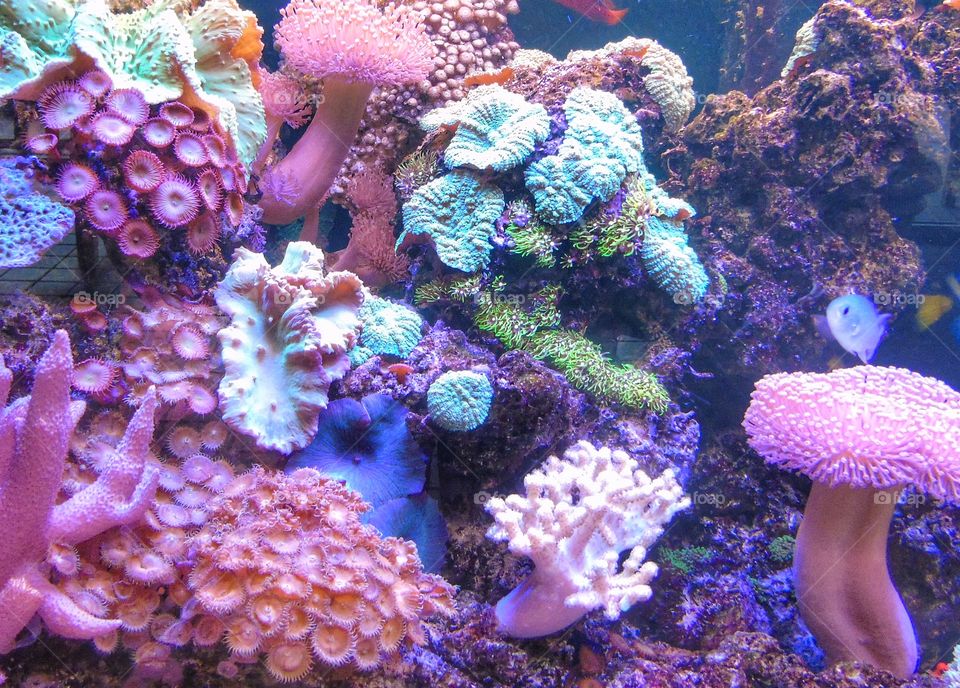 Reef wonders 