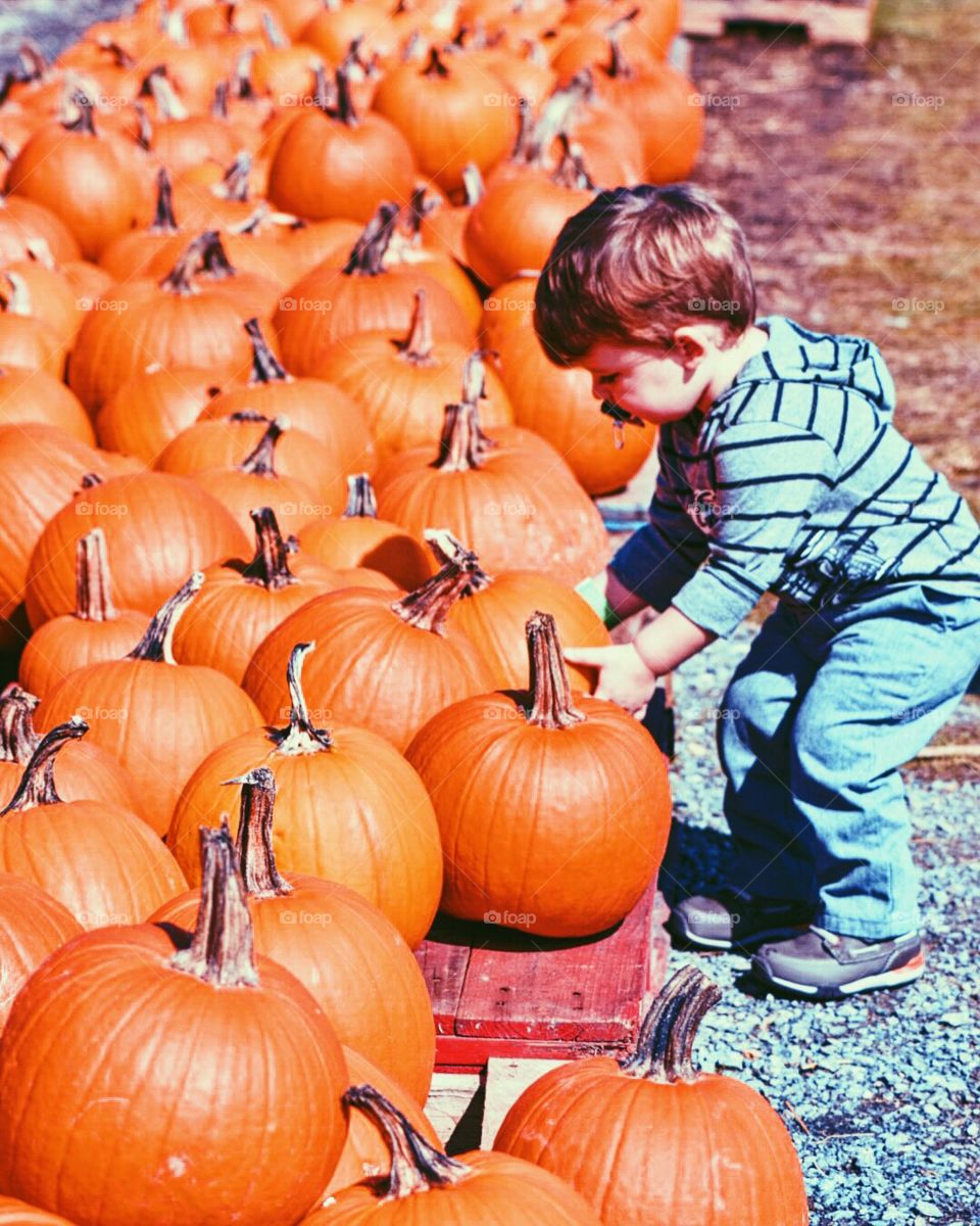 Picking the perfect pumpkin 