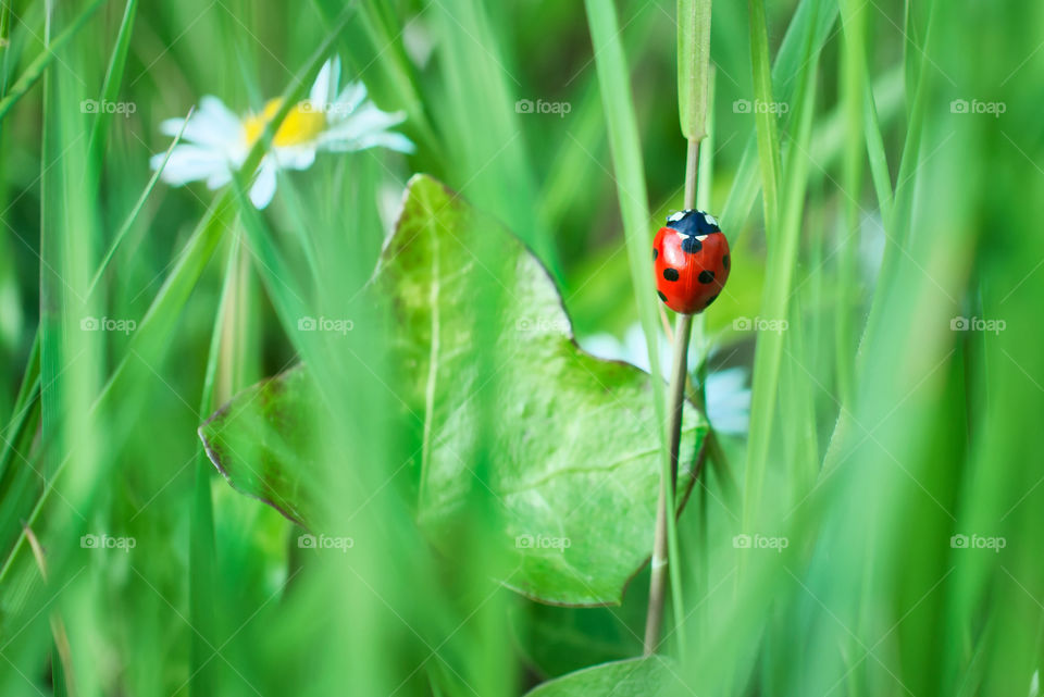 Ladybug