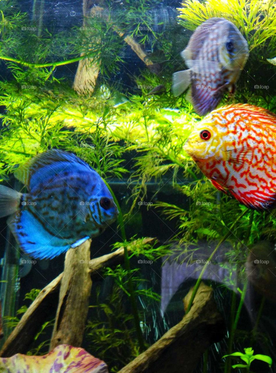Discus Fish