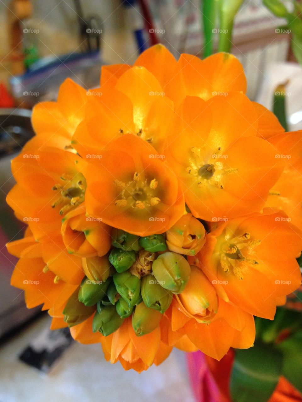 Orange flower burst