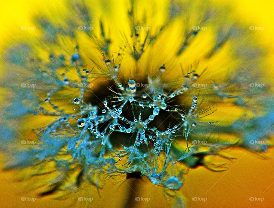 Blue - Blue dew drops covered dandelion with yellow back ground - Fluffy dandelion seeds are like little parachutes that fly away with the wind, spreading and growing more dandelions