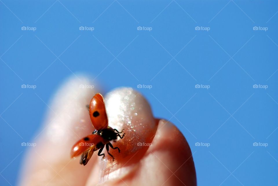 Ladybird visits my nail