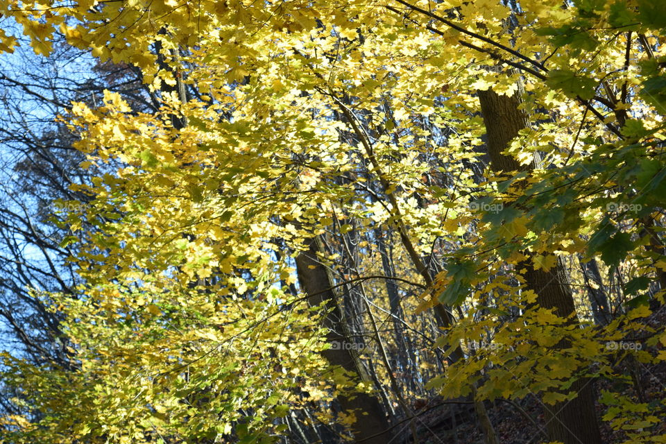 Yellow Fall Leaves