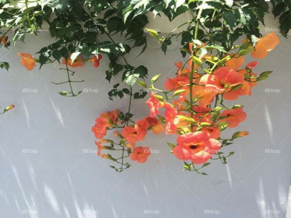 A beautiful flowers plant