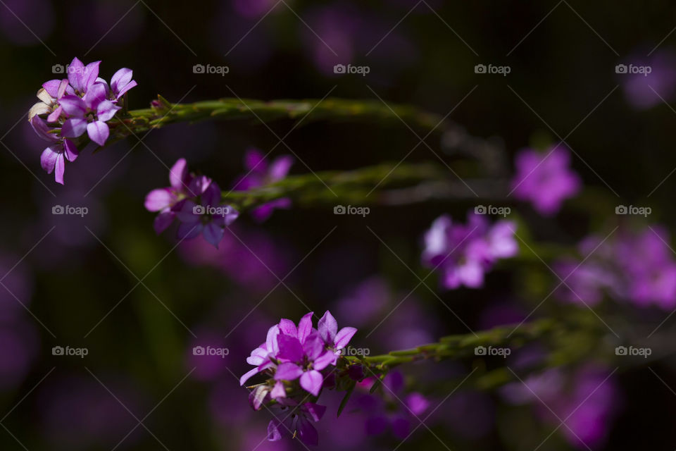 Beautiful flowers in bloom