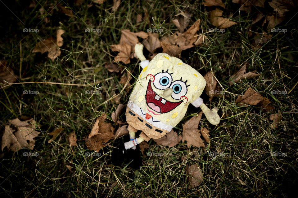 Abandoned sponge on the grass