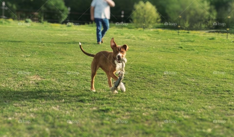 Young puppy dog prancing in a field carrying a rope bone in her mouth with a man walking behind in the spring grass