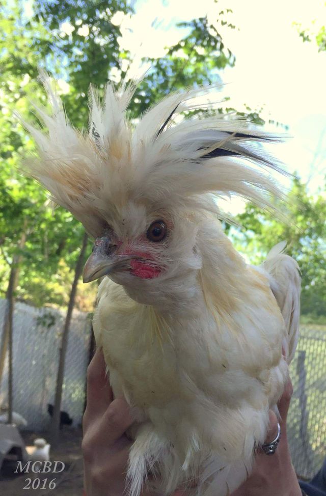 Polish Chicken