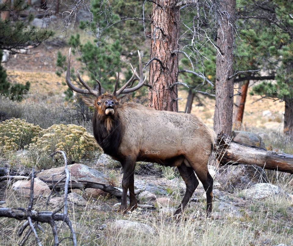 Elk