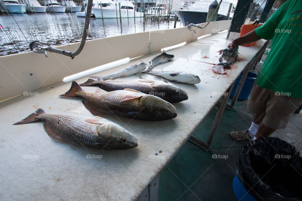 Fish, Seafood, Market, Fisherman, Sea