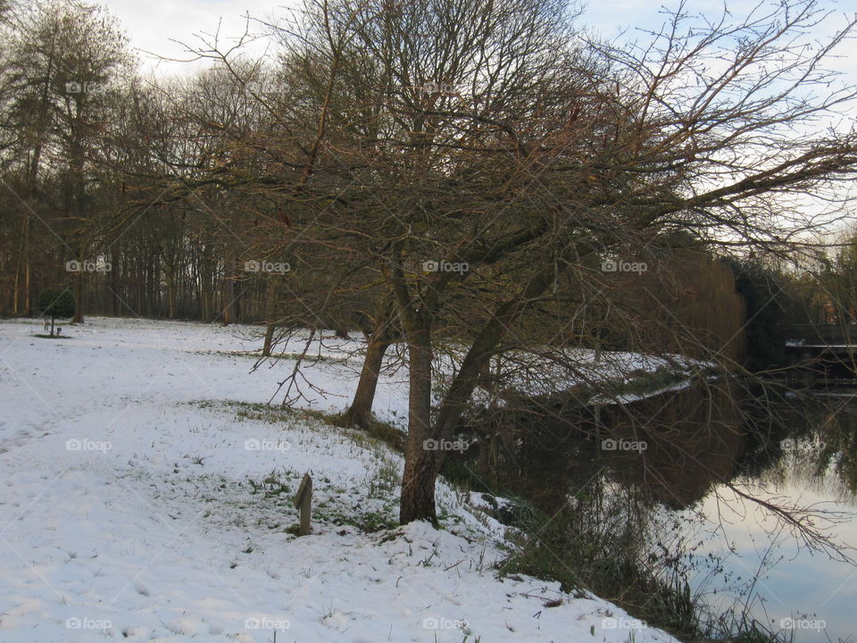 Winter, Snow, Cold, Landscape, Tree