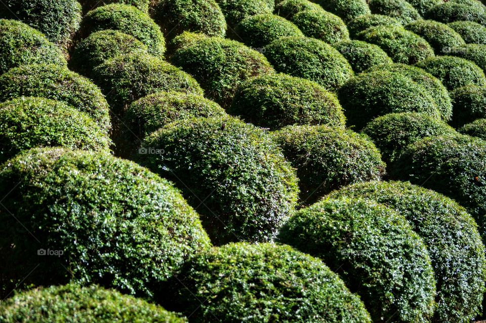 Buxus Balls. Buxus balls in the sun