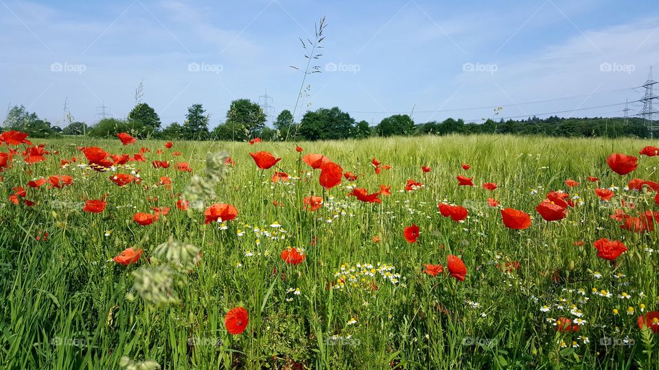 poppy flowers red green nature