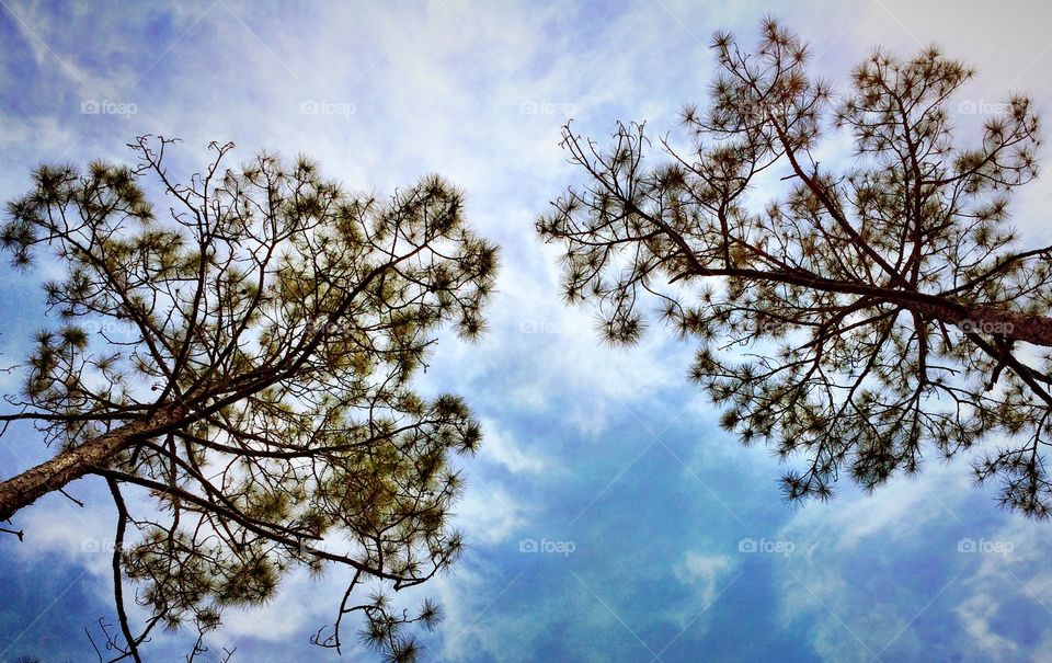 Trees in the sky. Looking up into the trees on a perfect day