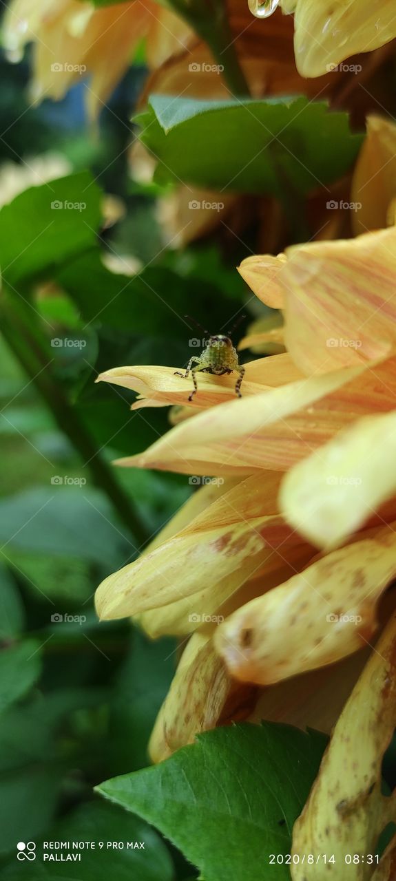 yellow dahlia