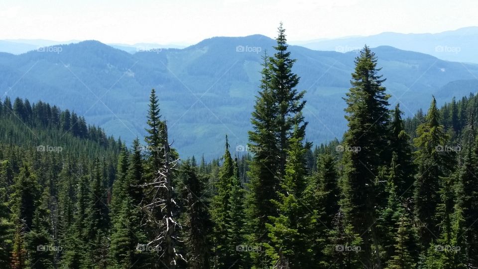 forest in front of green mountains