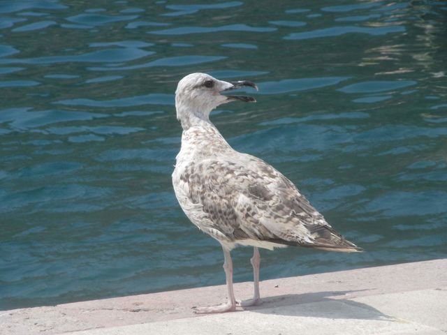 Seagull