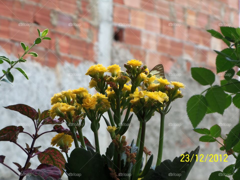 Flores amarelas e borboleta