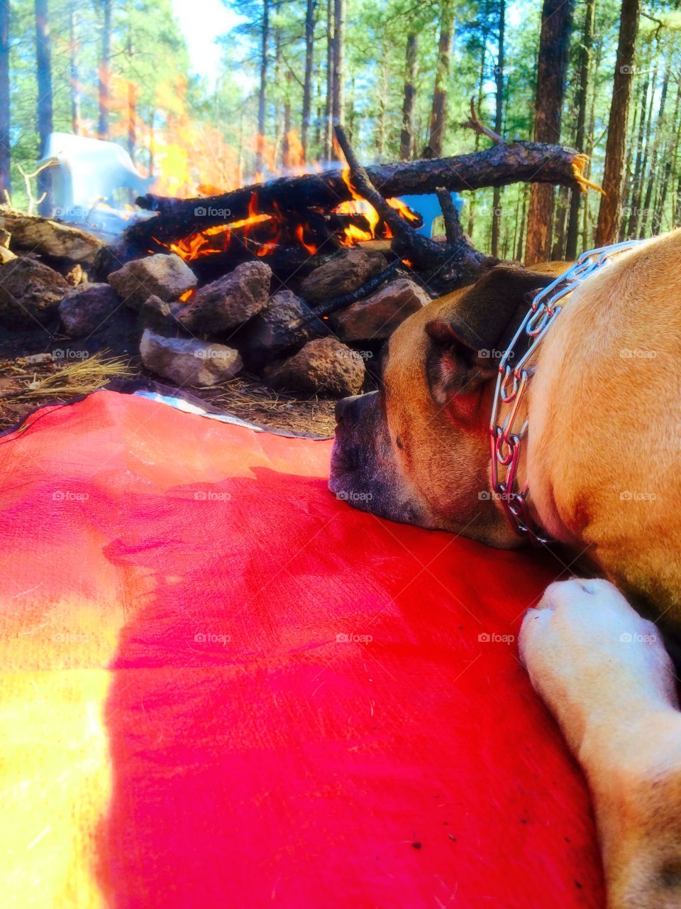 Dog warming up by campfire 