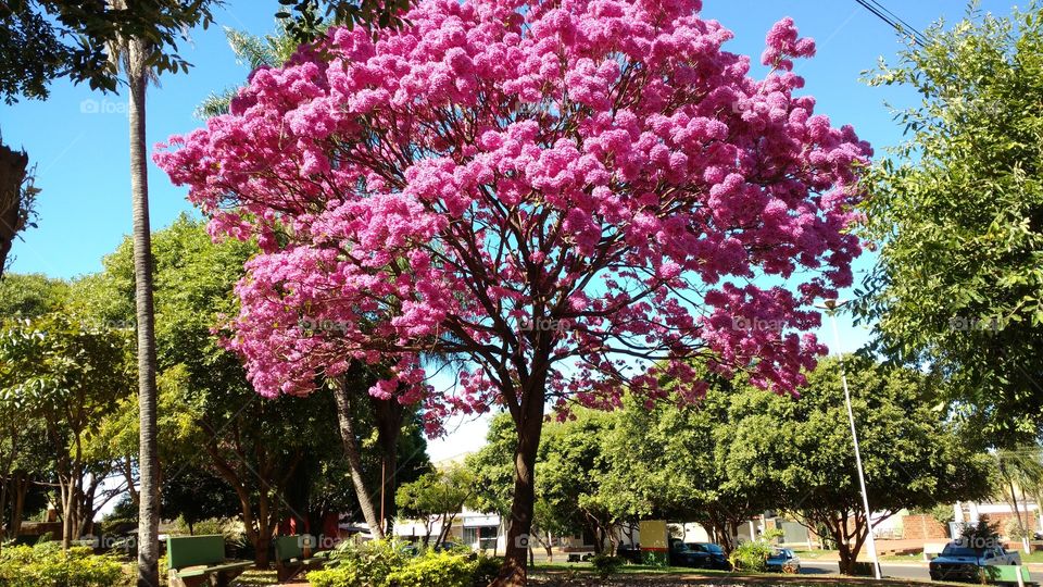 Que imagem linda! Uma árvore; Ipê florido com cores nítidas rosa escuro "magenta" em um lugar muito especial.