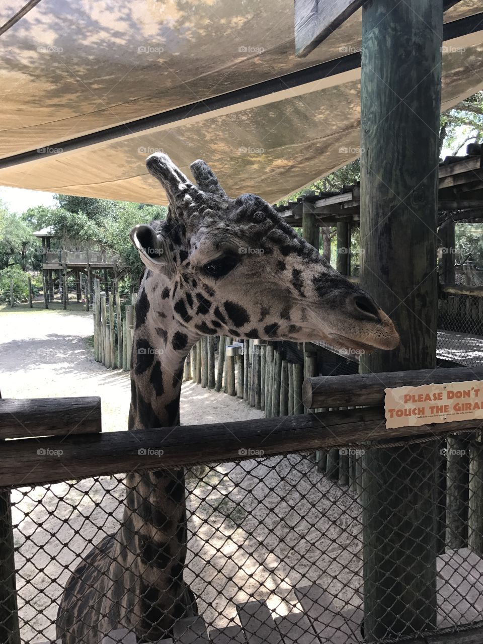 Giraffe at Brevard Zoo Rafeke 