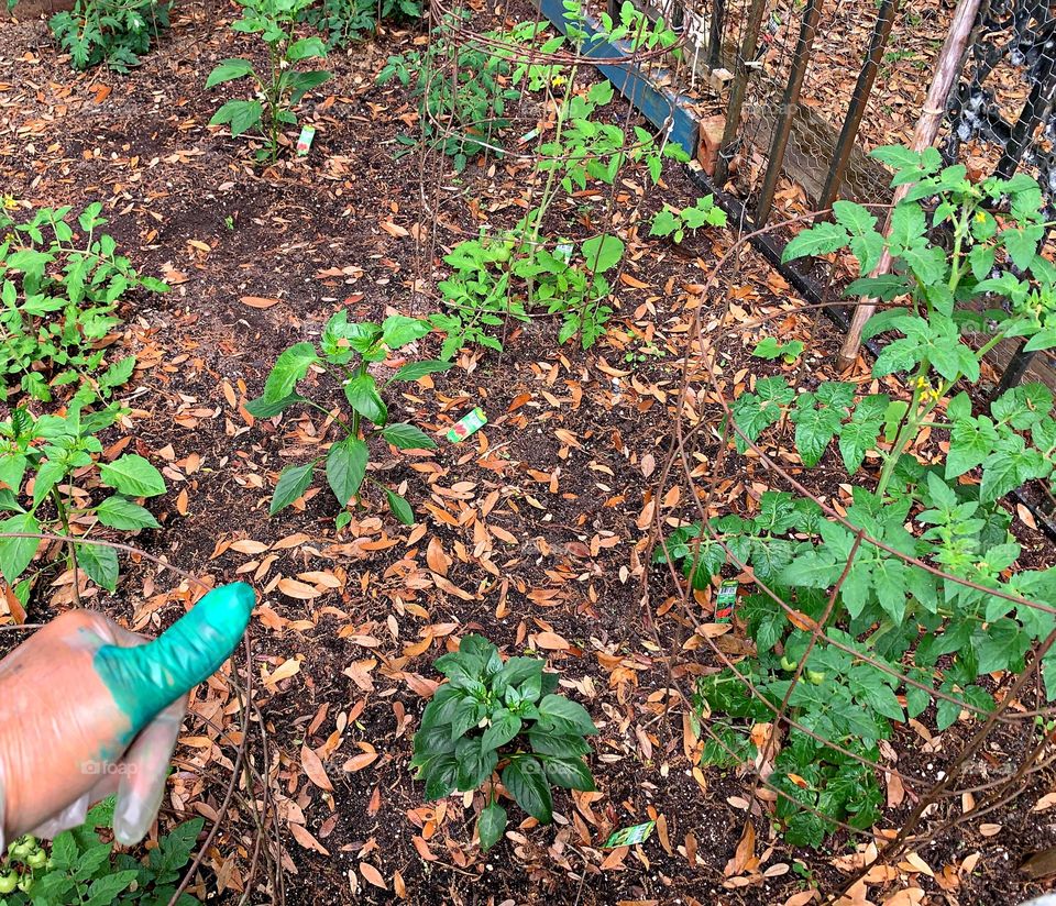 Plant Plants to Celebrate Earth Day - Green thumb gardening - A tray of seedlings get watered and exposed to the sun for weather hardening 