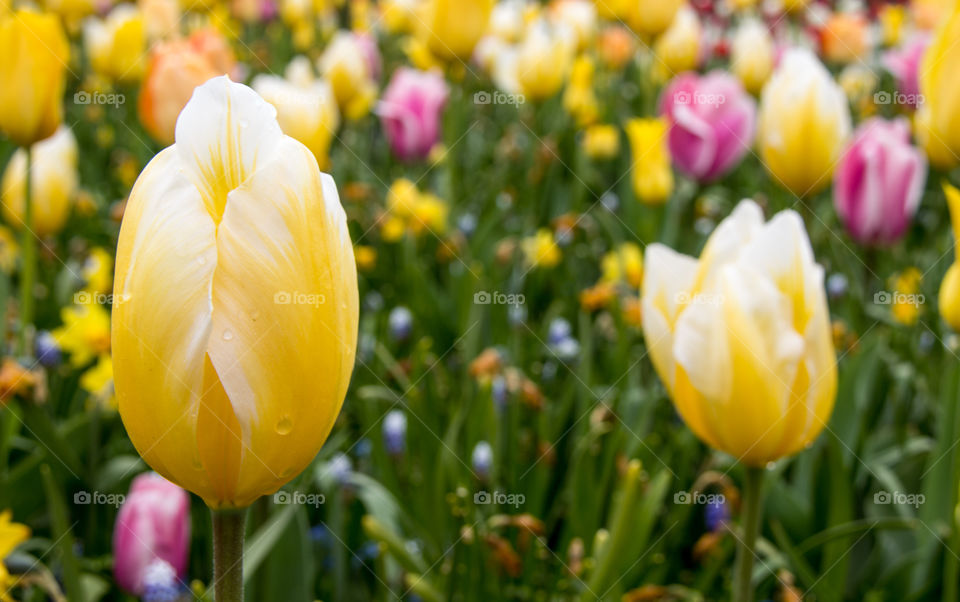 Spring tulips in the garden