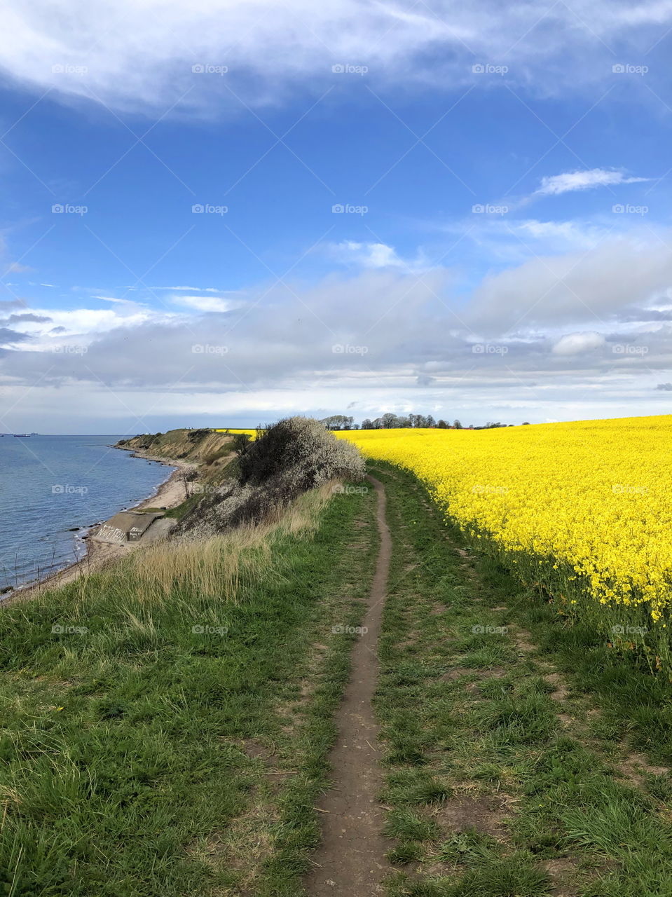 Beautiful landscape, rapefield blossom by the ocean in Sweden, Skåne