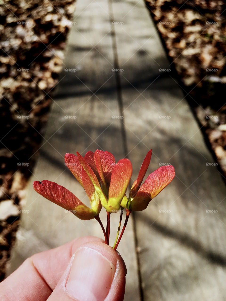 Bright red samaras or seed pods from the red maple trees signify early spring in North Carolina. 