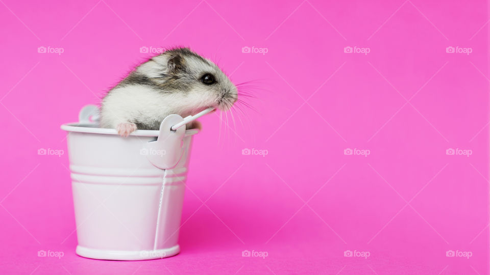 Small hamster in white decorative bucket on pink background with copy space. Gray Syrian hamster in bucket. Baby animal theme