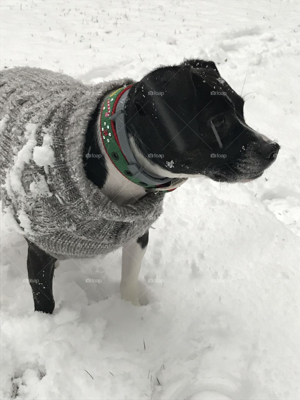 Puppy covered in white snow. Adorable grey sweater to keep her cozy in the winter weather 