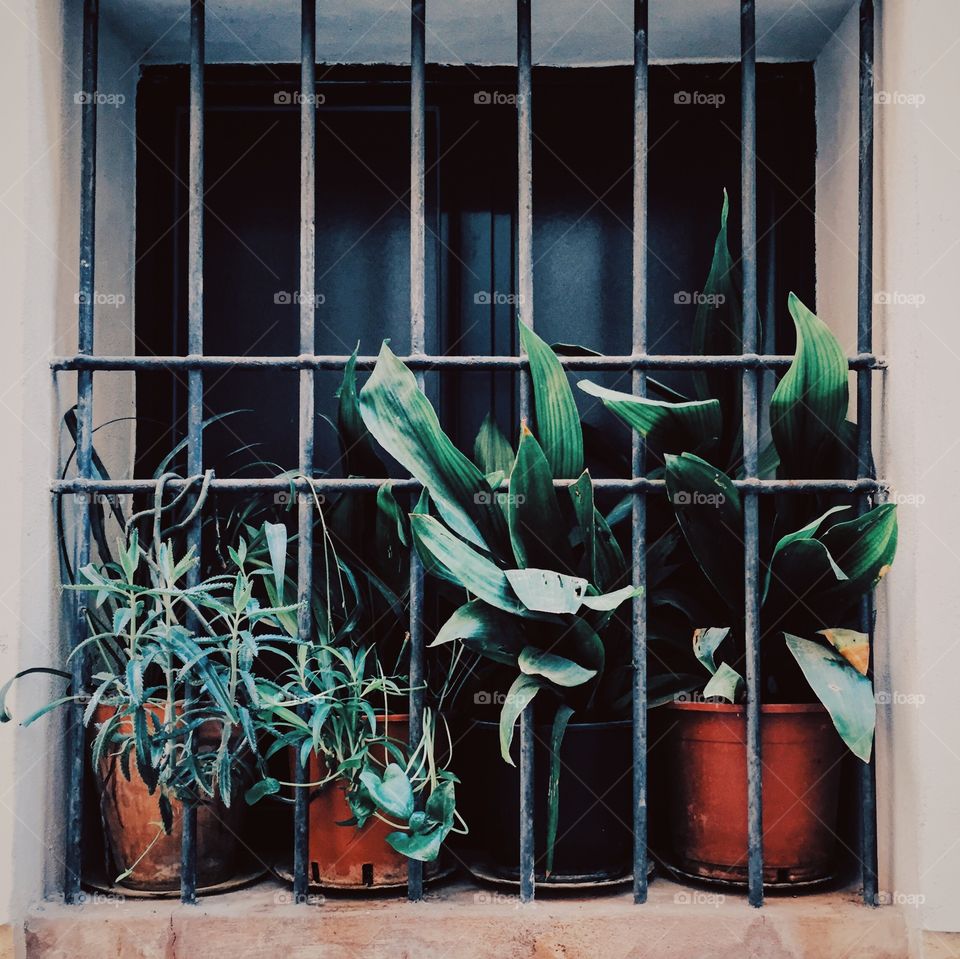 Plants in the window