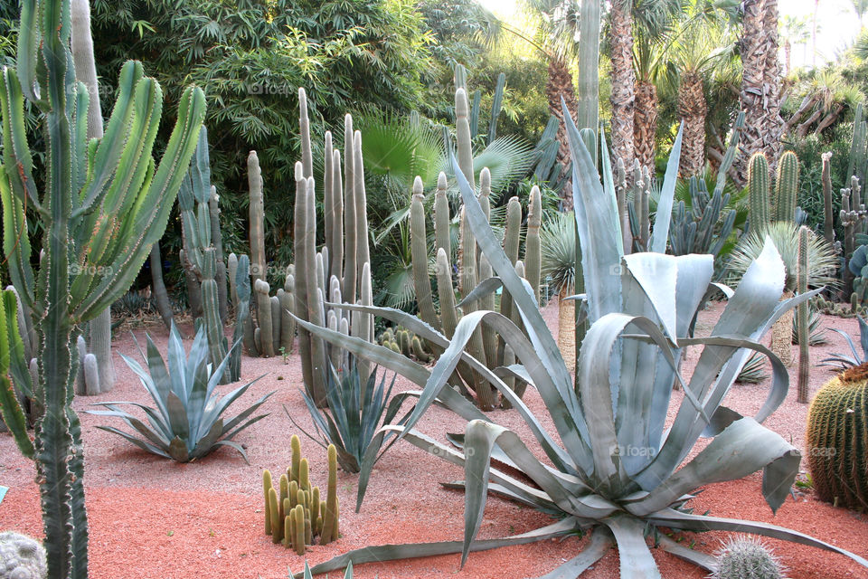 different types of cactus