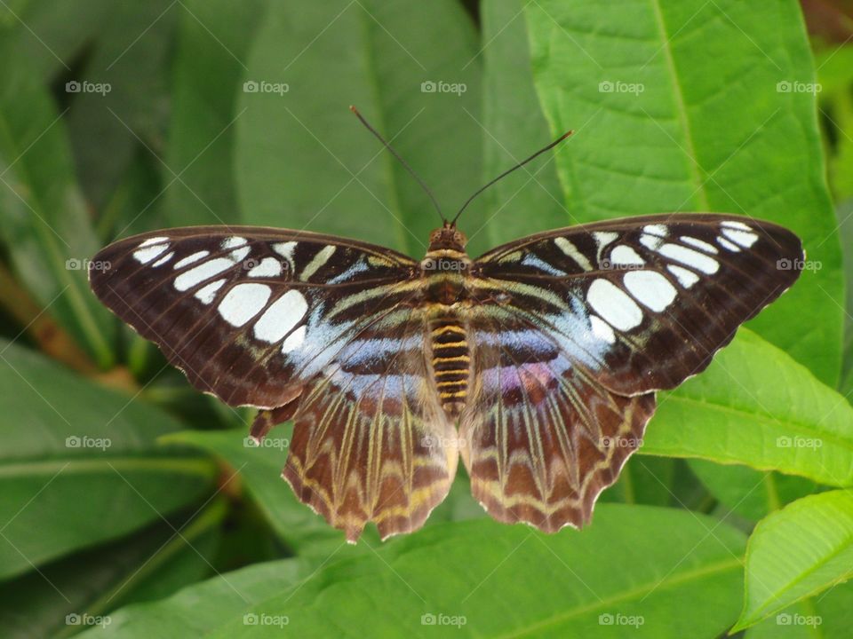 Blue butterfly symmetry 