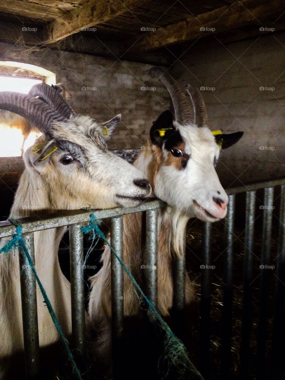 Farmer,goats