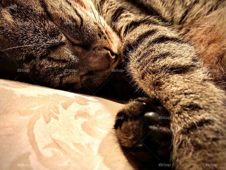 A tiny beautiful kitten named Cindy is getting ready for a nice long nap on a wonderful afternoon.