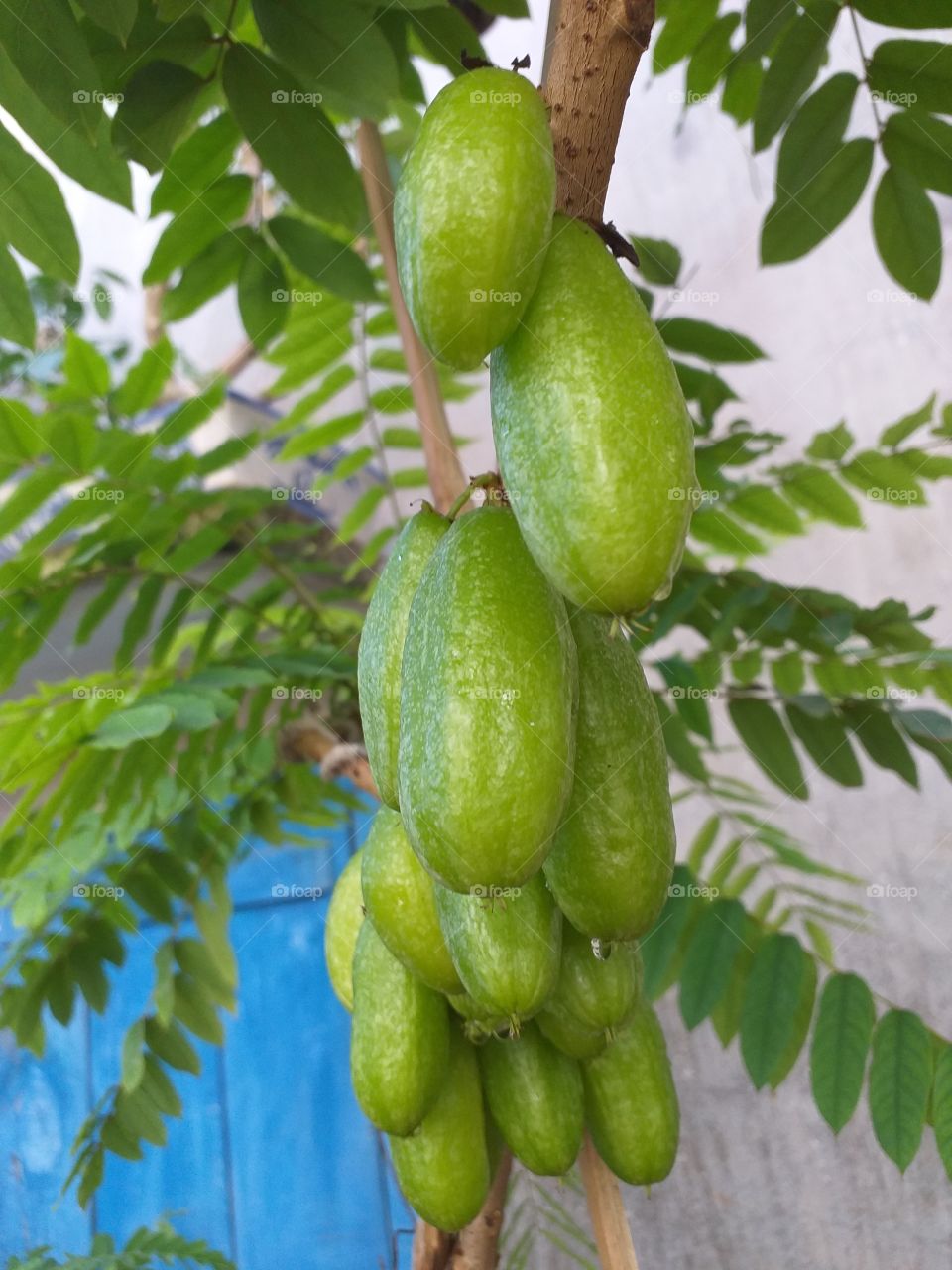 Belimbing fruits on a fresh tree.