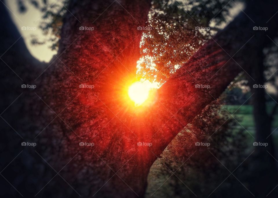 Sunset through the branches of a tree