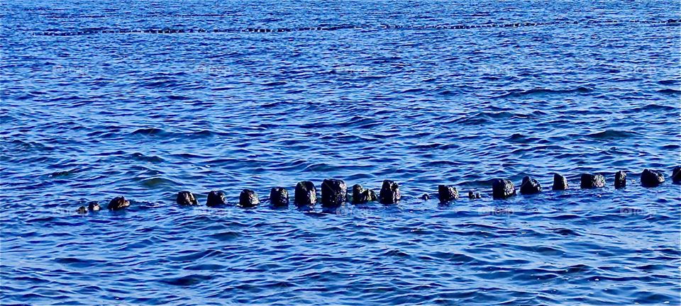 These wooden pilings are leftovers from an old pier that has not been used for a very long time at the “Strelasund”, part of the “Baltic Sea” surrounding the island of “Rügen” in “Mecklenburg - Western Pomerania”, Germany. 2024. Hypnotic Productions