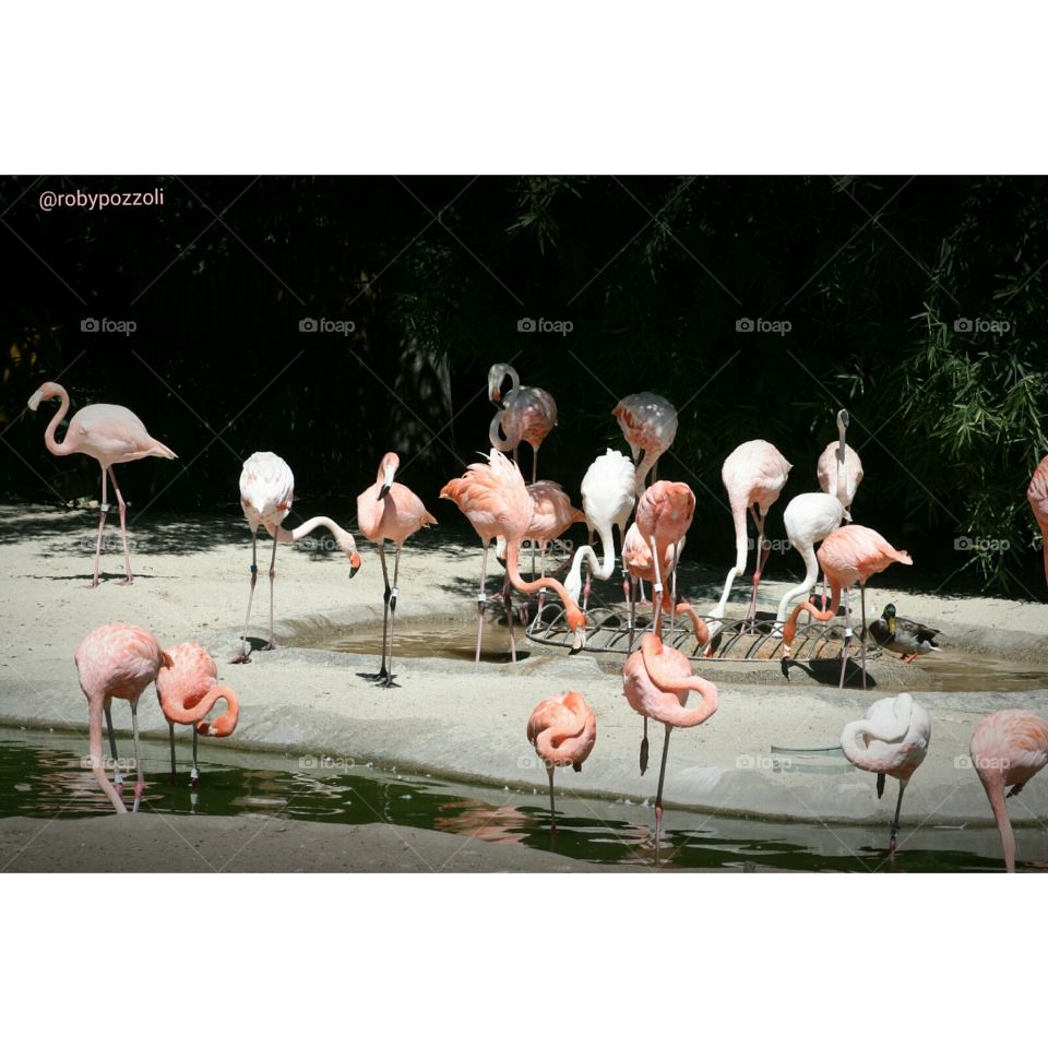 flamingos. san Diego